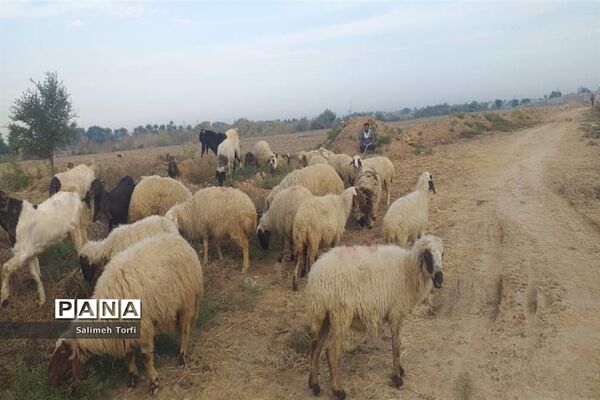 حال وهوای زندگی روستاییان شهرستان حمیدیه درفصل پاییز