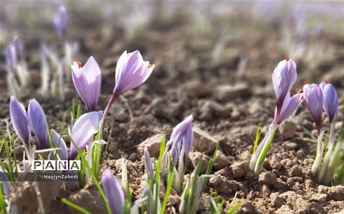 برداشت زعفران در کاشمر آغاز شد