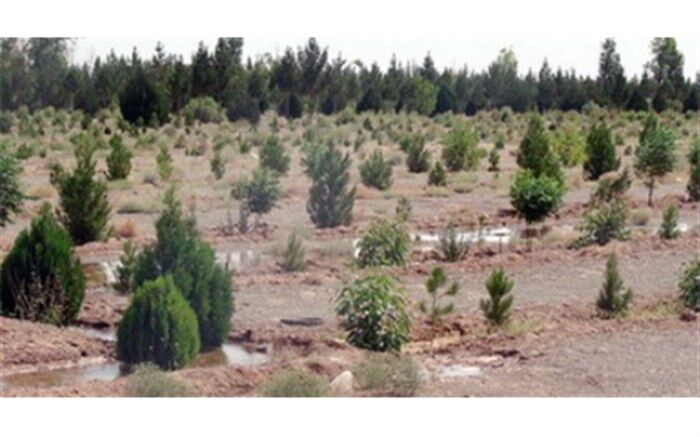 اجرای طرح نهضت نهال کاری در 210 هکتار از اراضی اردبیل
