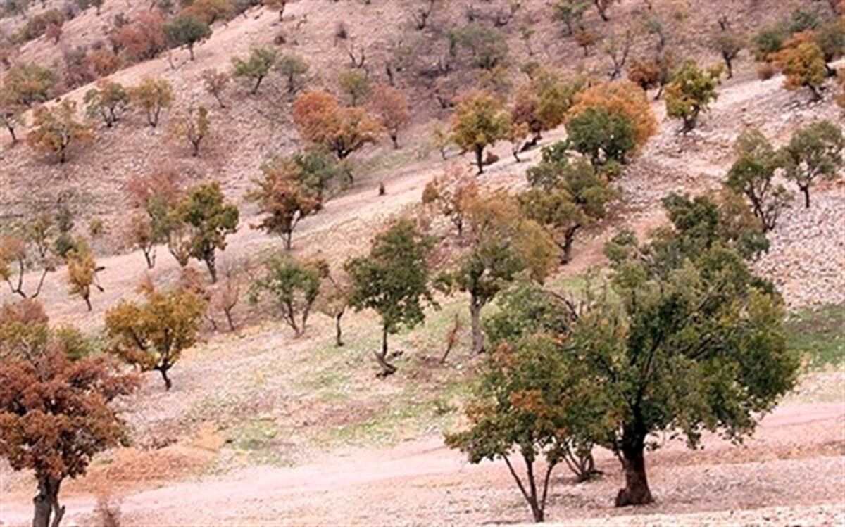 170 هزار هکتاراز جنگل‌های زاگرس درگیر بیماری‌های خطرناک