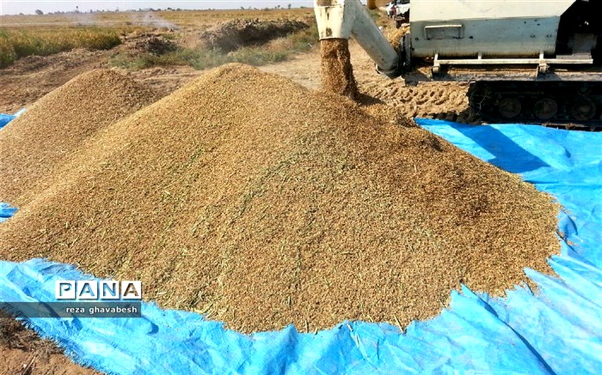 افزایش کشت شلتوک درشهرستان حمیدیه درسال زراعی ۹۸