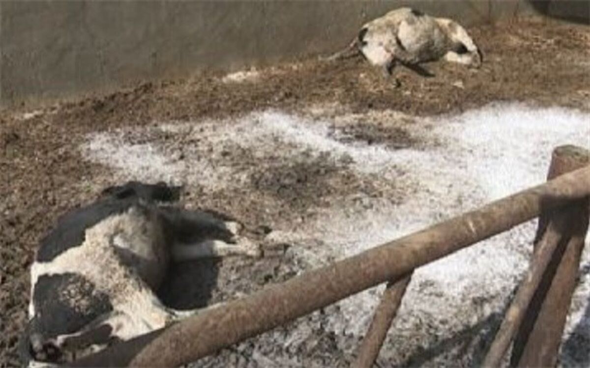 ۹براثر تب برفکی ،  گاو و گوساله دریزد تلف شد
