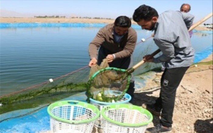 پرورش بیش از هزار تن ماهی در دل کویر