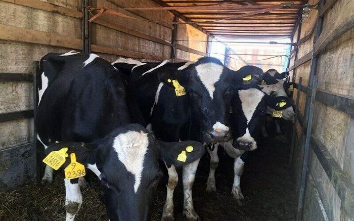 طرح پلاک‌کوبی دام برای مبارزه با قاچاق در بوکان آغاز شد