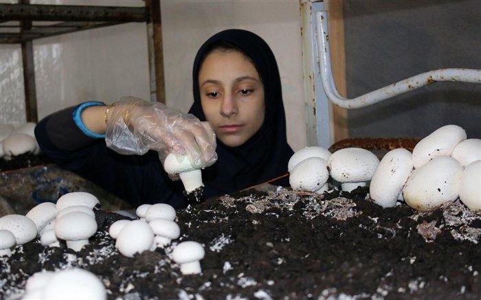 تولید خانگی ۷۵۰ تن قارچ در گیلان