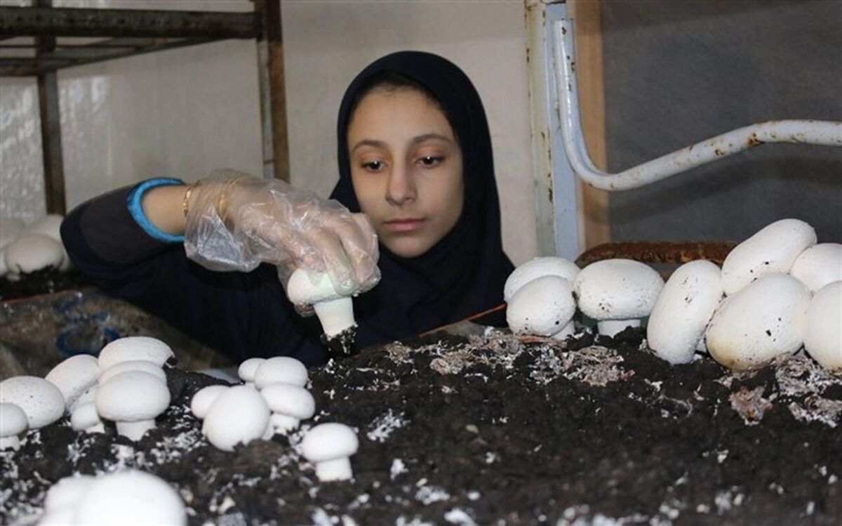 تولید خانگی ۷۵۰ تن قارچ در گیلان