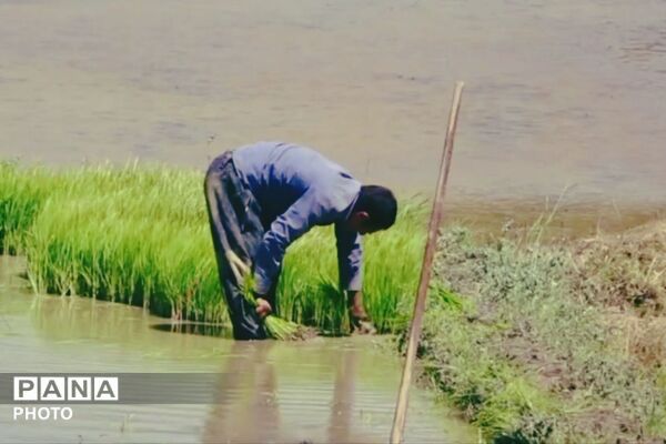 برنجکاری در پلبریده