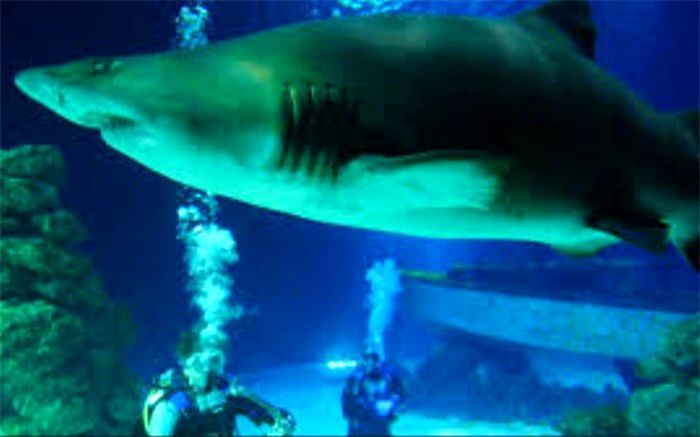 زنگ خطر برای آبزیان: اکسیژن اقیانوس‌ها کم شده است+ویدئو