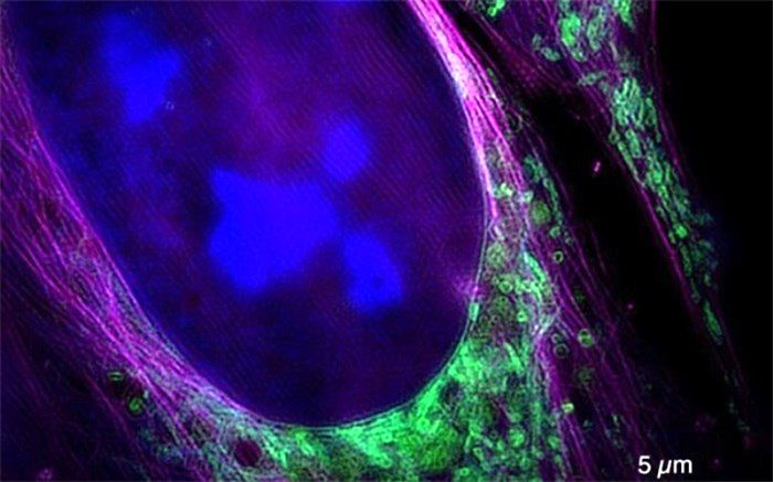 ایران به جمع تولیدکنندگان میکروسکوپ‌های پیشرفته پیوست