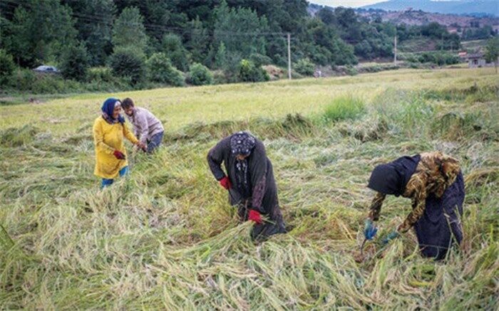 کرمی: 377 روستای آذربایجان شرقی خالی از سکنه است