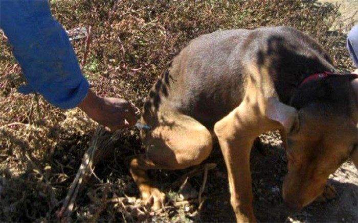 رعایت توصیه های بهداشتی تنها راه مقابله با بیماری هاری است