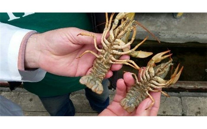 خطر انقراض شاه میگو دراز آب شیرین دریاچه پشت سد ارس