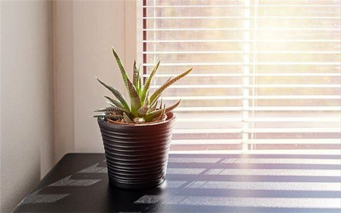 کاهش فشار کار با نگهداری گیاهان کوچک در محل کار