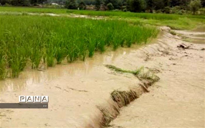 صندوق بیمه تنها چتر حمایتی کشاورزان