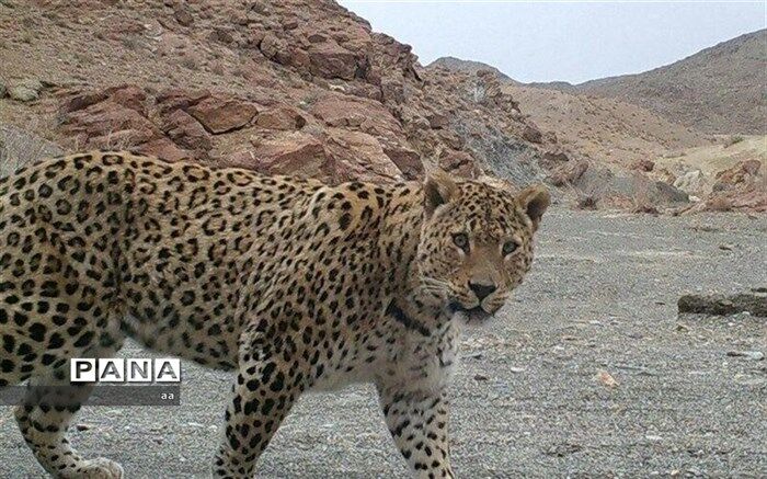 لرستان زیستگاهی مناسب برای پلنگ ایرانی