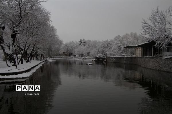 مشهد سفید پوش شد