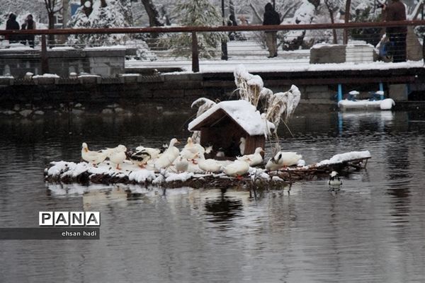 مشهد سفید پوش شد