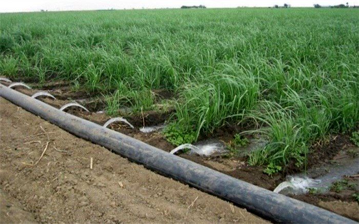 مدیر زراعت سازمان جهاد کشاورزی :  سطح زیرکشت گندم در یزد ۲ هزار هکتار کاهش یافت