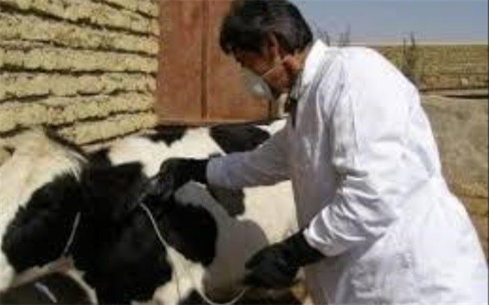 واکسیناسیون ١۵ هزار راس دام در سیستان