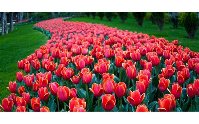 برگزاری یادواره «لاله‌های روشن» در سطح مدارس گیلان