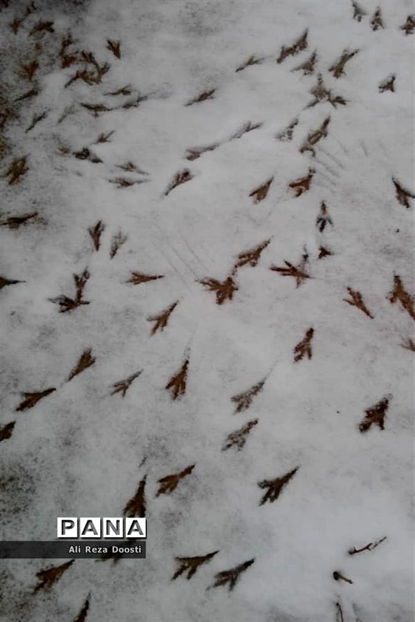 بارش نخستین برف زمستانی در شیراز