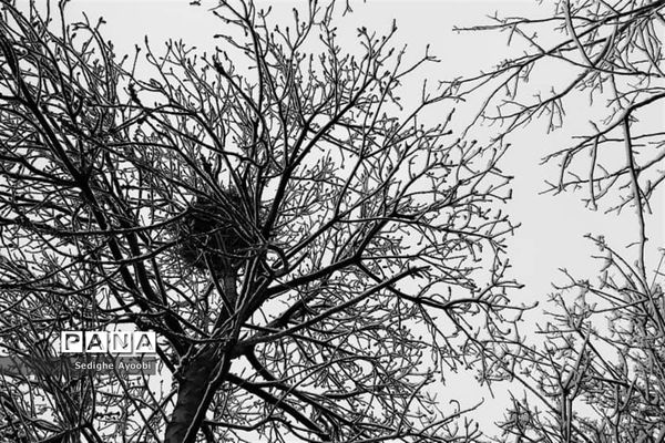 بازی کودکانه دانش‌آموزان منطقه ارژن در شادی بارش برف