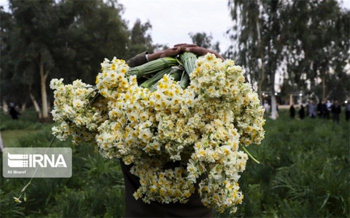 نرگس خوسف از مزرعه تا فروش