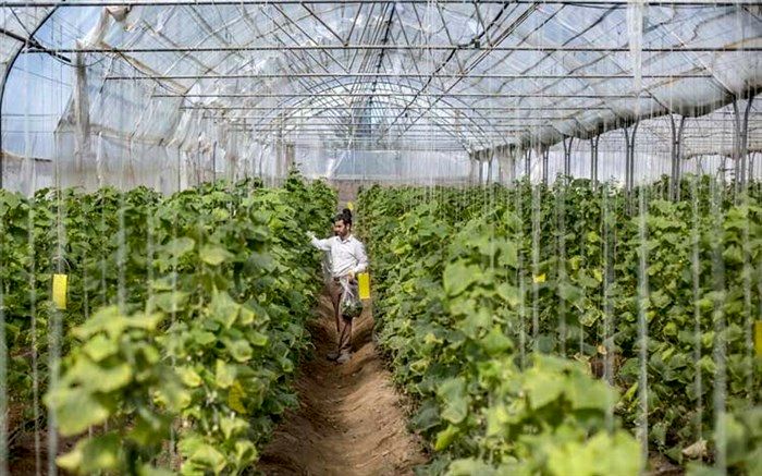 اختصاص 50 هکتار اراضی مازندران به گلخانه‌ در سال جاری