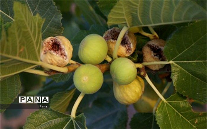 برداشت انجیر دیم  2.5 تُن در هکتار ، باغدار کازرونی را نمونه ملی کرد