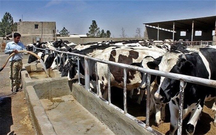 تولید شیر در ابرکوه به روزانه ۷۰ تن رسید