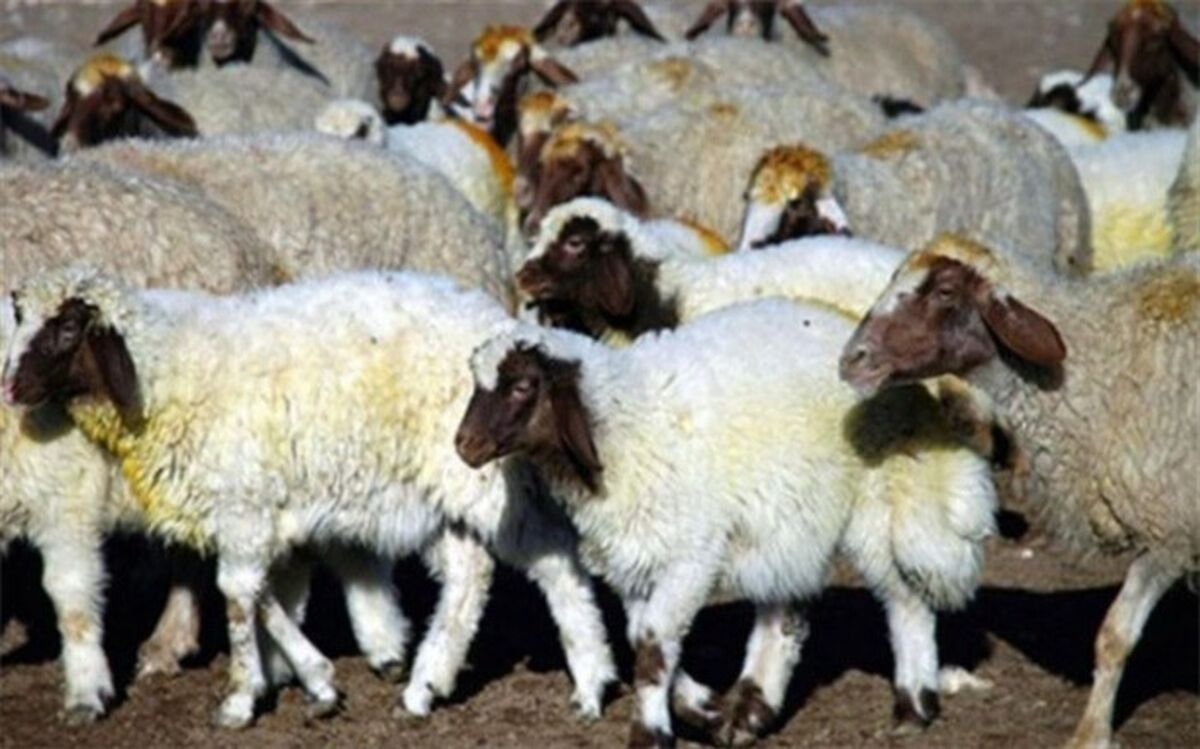 پلاک کوبی حدود 10هزار راس دام در شهرستان مراغه