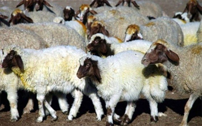 پلاک کوبی حدود 10هزار راس دام در شهرستان مراغه