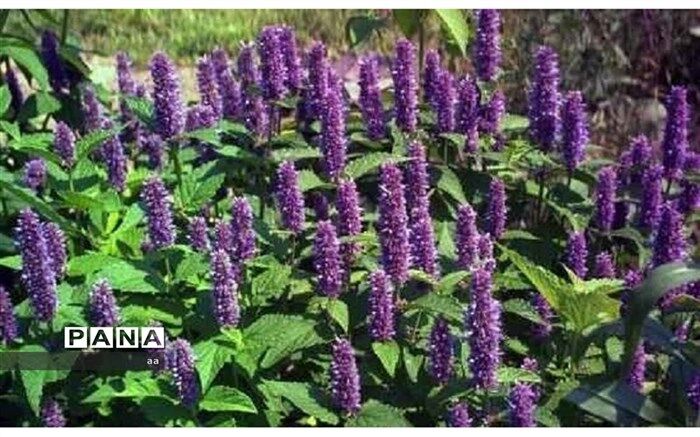 تکمیل باغ گیاه‌شناسی خرم‌آباد، رونق اقتصادی را به دنبال دارد