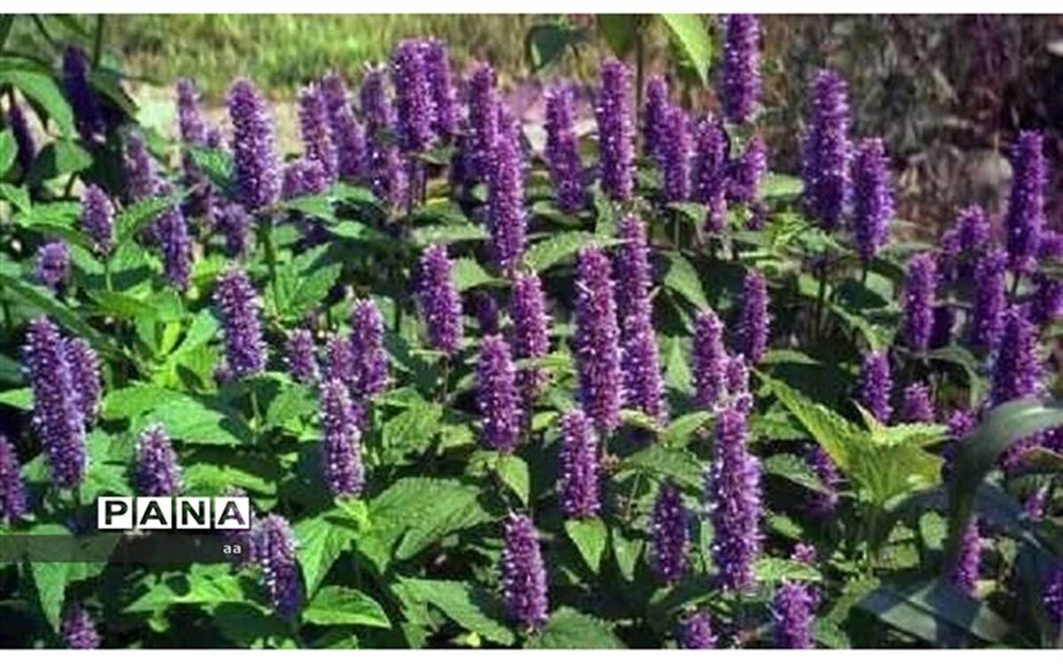 تکمیل باغ گیاه‌شناسی خرم‌آباد، رونق اقتصادی را به دنبال دارد