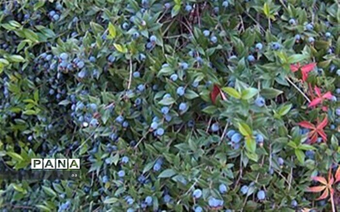 مورد، گیاهی با خواص ضدباکتریایی و ضدالتهابی است