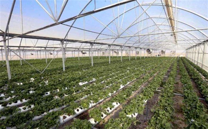 دعوت امام جمعه ابرکوه از کشاوران برای کشت محصولات کم آبخواه