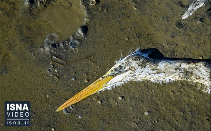 پرنده‌های مهاجر، قربانی «بوتولیسم»+ویدئو