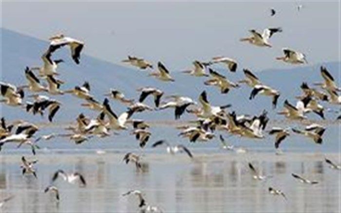 مرگ دسته‌جمعی پرندگان میانکاله غیر عادی است