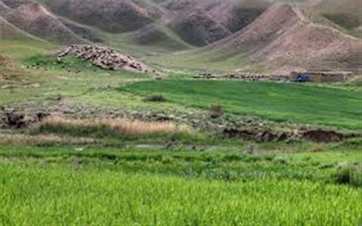 طرح شاخ شماری در مراتع قشلاقی شهرستان کاشان آغاز شد