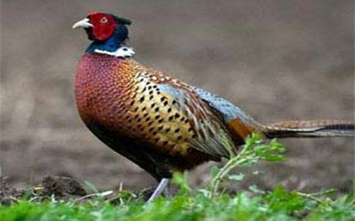 رشت زیستگاه ارزشمند قرقاول‌های گیلان