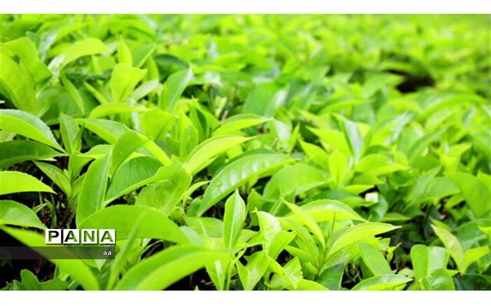 چه زمانی قابلیت جذب فسفر توسط گیاه به‌شدت کاهش می‌یابد؟