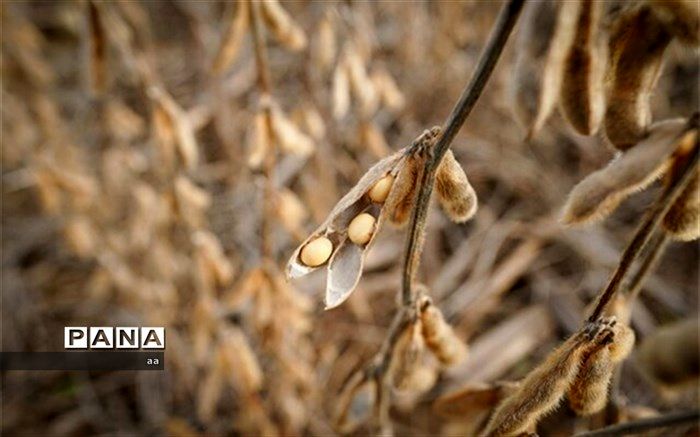 سهم ایران از تولید سویا در جهان تنها حدود هشت صدم درصد است