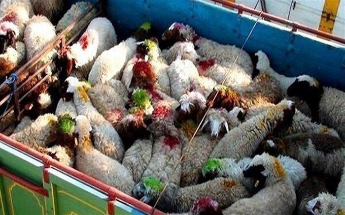 باند سرقت احشام در شاهین دژ متلاشی شد