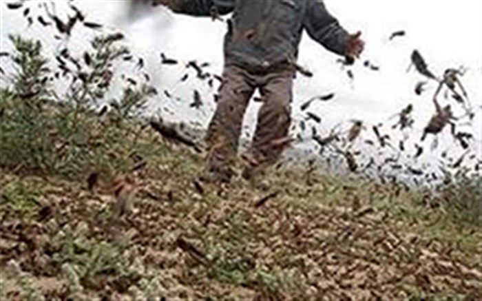 کشاورزان فارس خطر حمله ملخ صحرایی را جدی بگیرند