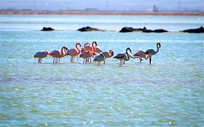 ورود حقآبه ایران به تالاب بین المللی هامون