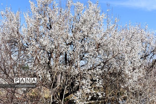 خلق طبیعتی زیبا با شکوفه درختان در بهاباد