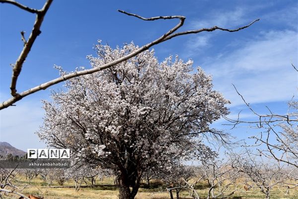 خلق طبیعتی زیبا با شکوفه درختان در بهاباد