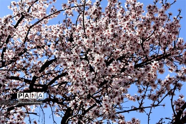 خلق طبیعتی زیبا با شکوفه درختان در بهاباد
