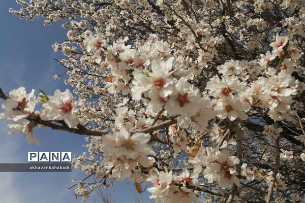 خلق طبیعتی زیبا با شکوفه درختان در بهاباد