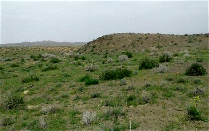 ظرفیت دام موجود در استان سمنان بیش از ظرفیت مراتع است